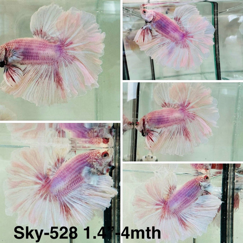 Live Male Betta Fancy Purple Pink Sweet Colors Halfmoon (Sky-528)S133 High quality what you see what you get!!