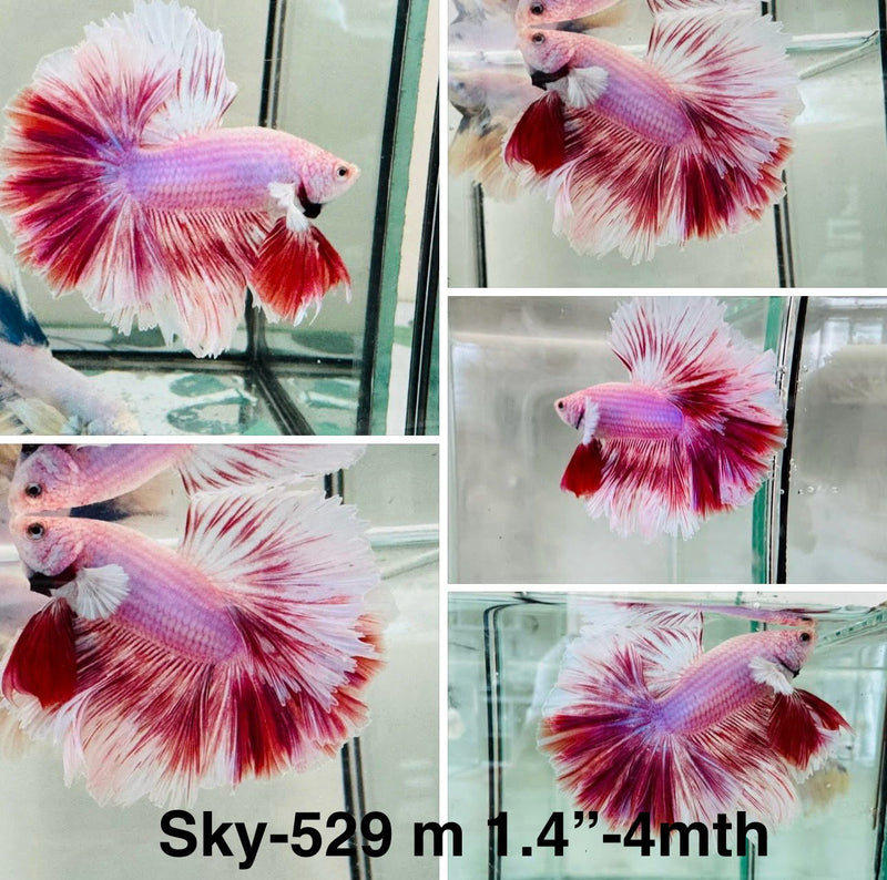 Live Male Betta Fancy Purple Pink Sweet Colors Halfmoon (Sky-529)S134 High quality what you see what you get!!