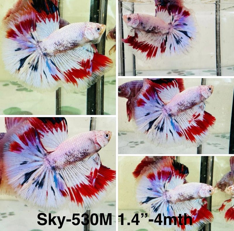 Live Male Betta Fancy Red Marble Halfmoon (Sky-530)S207 High quality what you see what you get!!