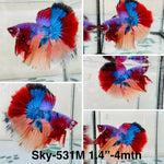 Live Male Betta Galaxy Nemo Halfmoon (Sky-531)High quality what you see what you get!!