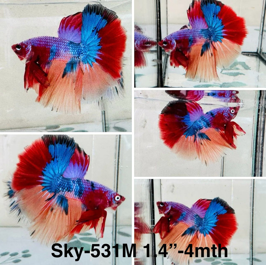 Live Male Betta Galaxy Nemo Halfmoon (Sky-531)High quality what you see what you get!!