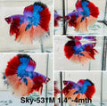 Live Male Betta Galaxy Nemo Halfmoon (Sky-531)High quality what you see what you get!!