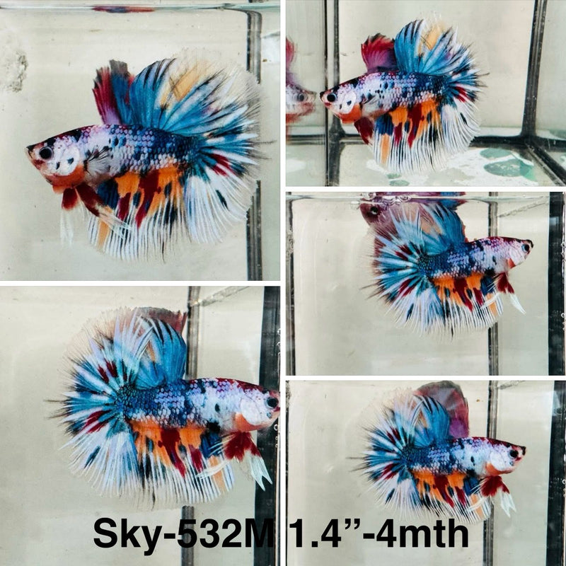 Live Male Betta Fancy Marble 3 Colors Halfmoon (Sky-532)S209 High quality what you see what you get!!