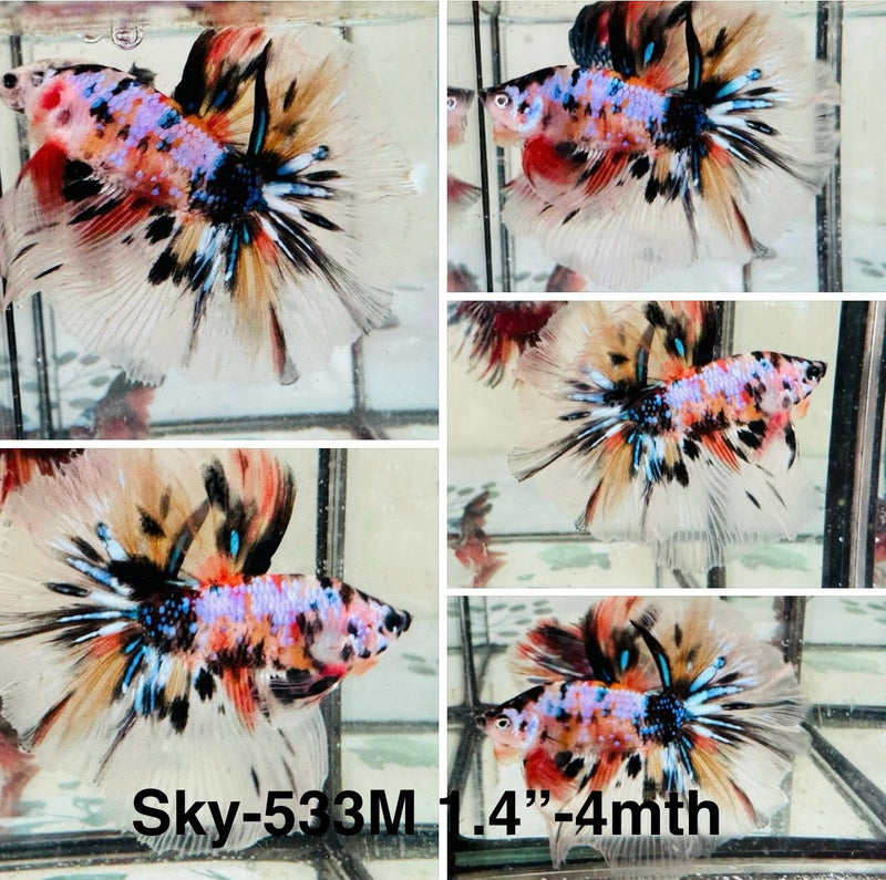 Live Male Betta Fancy Koi mixed colors Halfmoon (Sky-533)S211 High quality what you see what you get!!