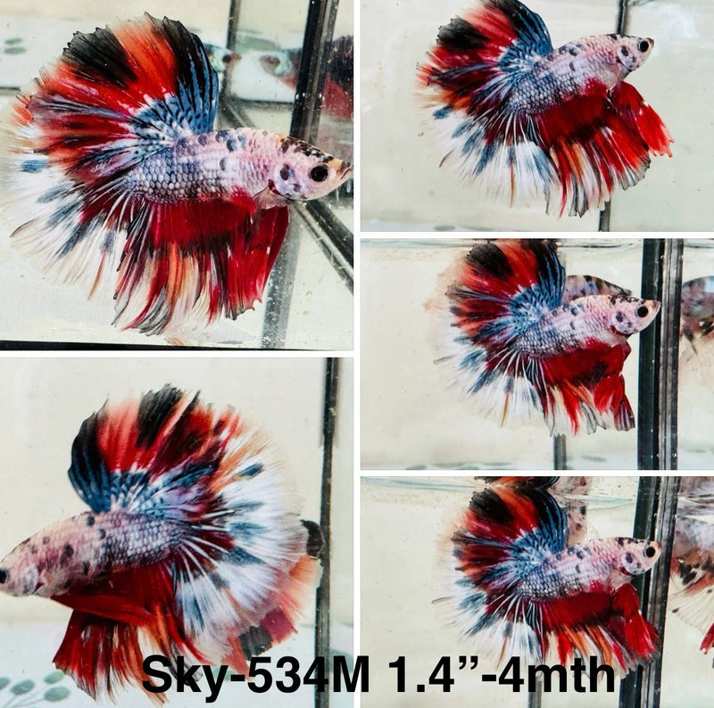 Live Male Betta Fancy Red Koi Halfmoon (Sky-534)S278 High quality what you see what you get!!