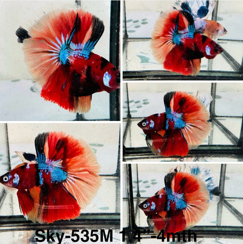 Live Male Betta Red Galaxy Koi Halfmoon (Sky-535)S279 High quality what you see what you get!!