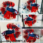 Live Male Betta Fancy Red Koi Halfmoon (Sky-536)High quality what you see what you get!!