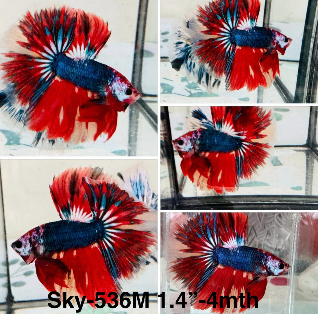 Live Male Betta Fancy Red Koi Halfmoon (Sky-536)High quality what you see what you get!!