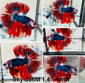 Live Male Betta Fancy Red Koi Halfmoon (Sky-536)High quality what you see what you get!!