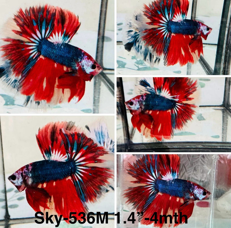 Live Male Betta Fancy Red Koi Halfmoon (Sky-536)High quality what you see what you get!!