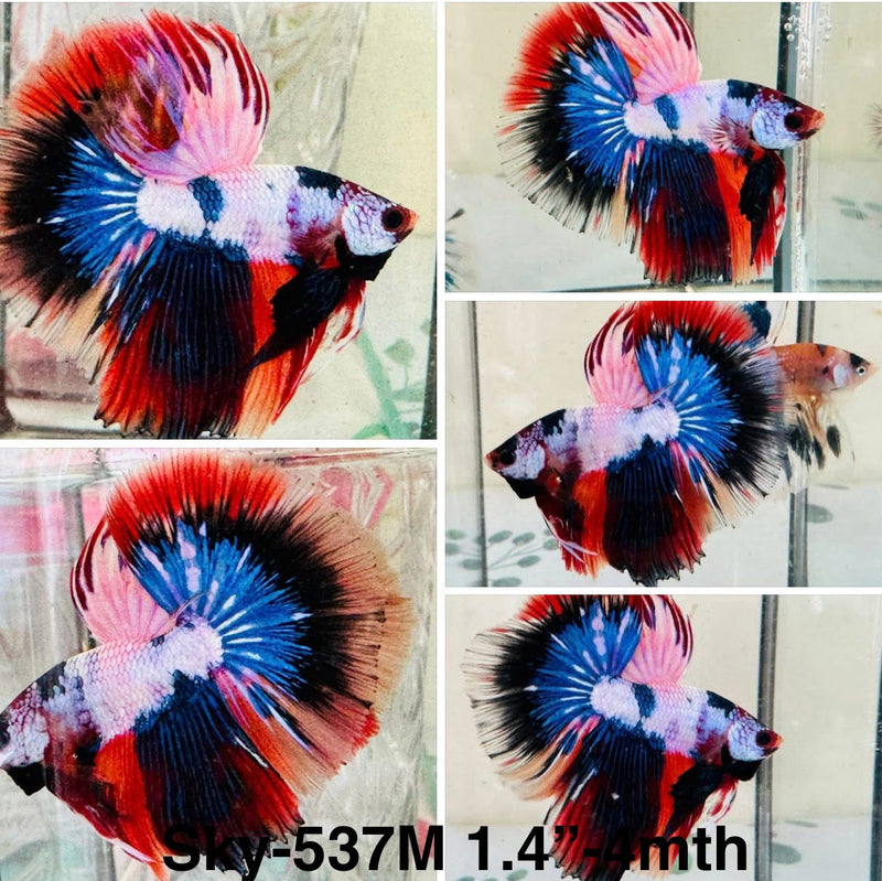 Live Male Betta Candy Marble mixed colors Halfmoon (Sky-537)S281 High quality what you see what you get!!