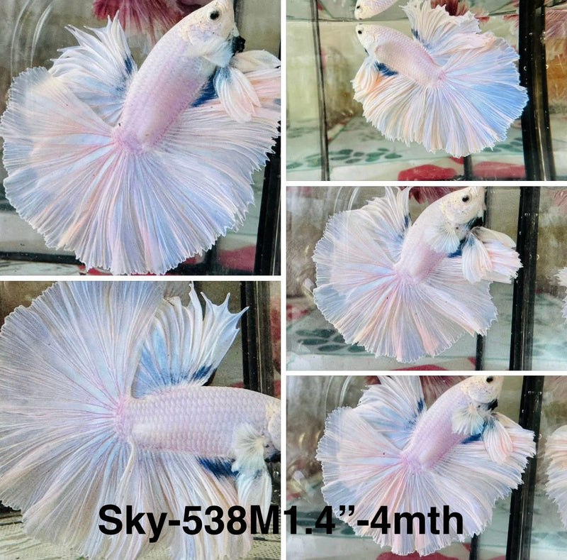 Live Male Betta Fancy Light Pastel colors Halfmoon (Sky-538)S350High quality what you see what you get!!