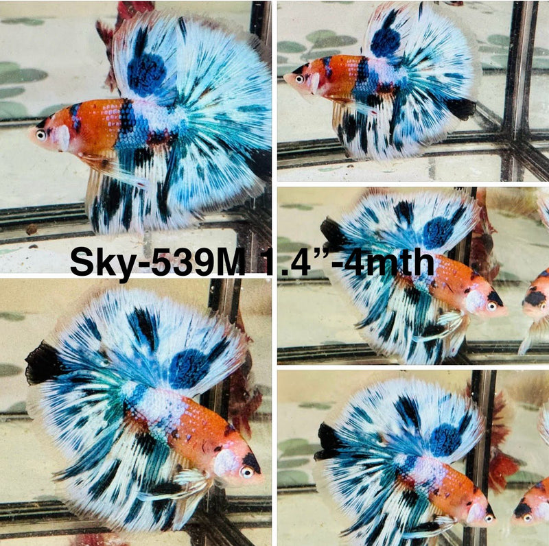 Live Male Betta Metallic Koi Over Halfmoon (Sky-539)S351 High quality what you see what you get!!