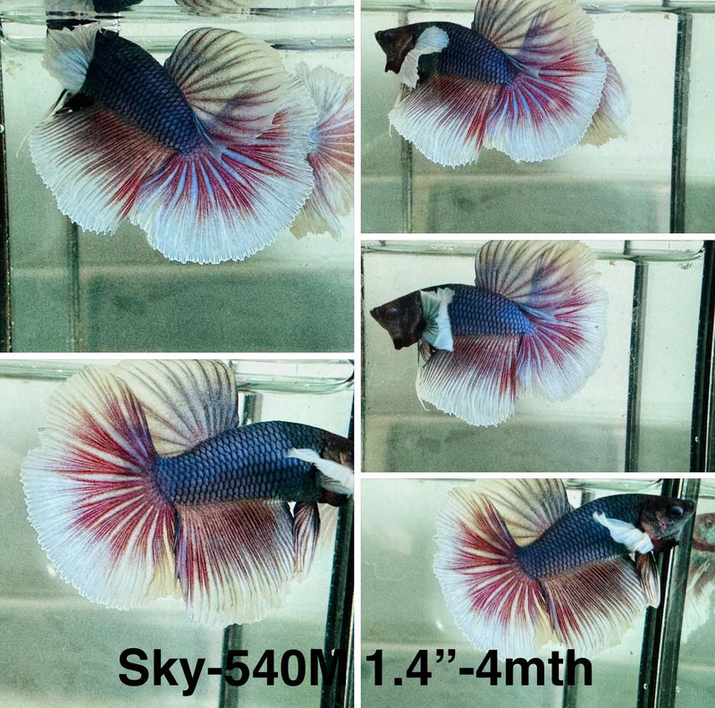 Live Male Betta Fancy Lavender Dumbo big ear Halfmoon (Sky-540)S352 High quality what you see what you get!!