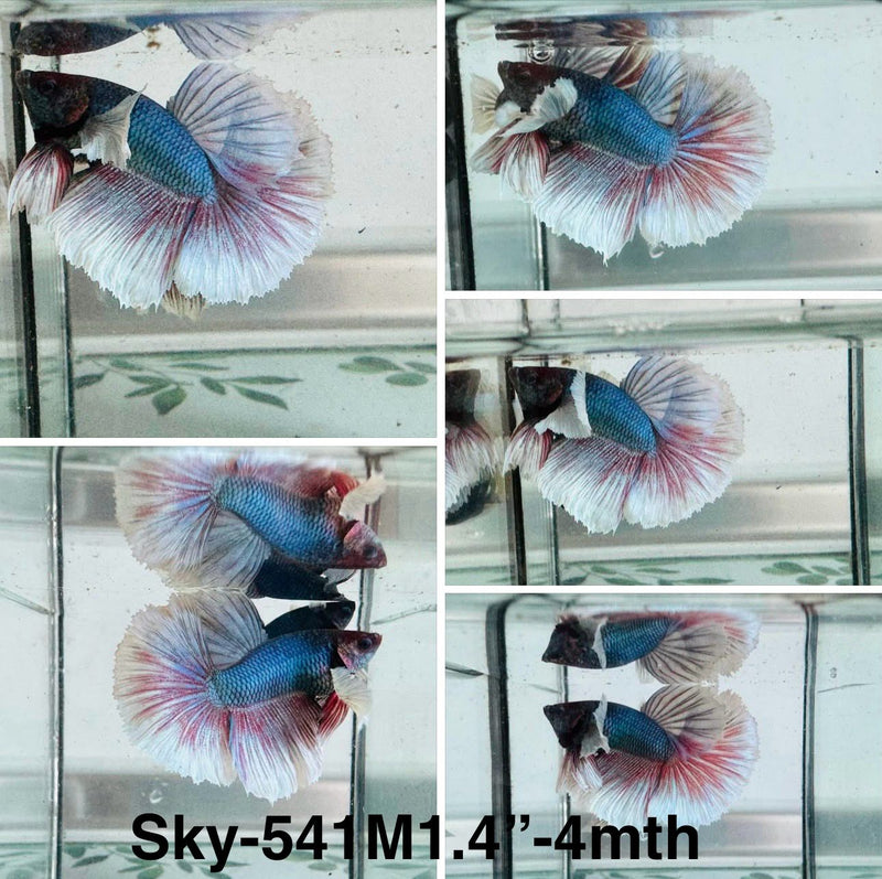 Live Male Betta Fancy blue purple Lavender Dumbo big ear Halfmoon (Sky-541)S354 High quality what you see what you get!!