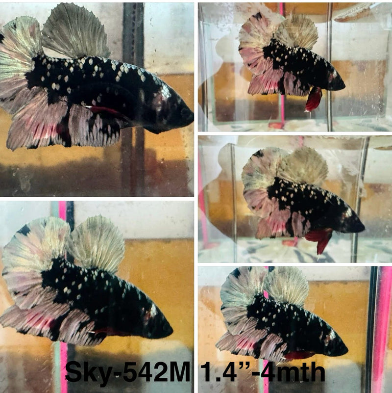 Live Male Betta Black copper Galaxy Plakat (Sky-542)S138 High quality what you see what you get!!