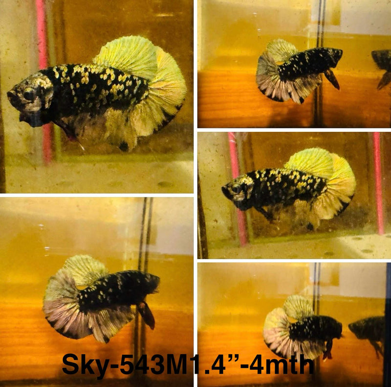 Live Male Betta Black copper Galaxy Plakat (Sky-543)S060 High quality what you see what you get!!