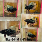Live Male Betta Black copper Galaxy Plakat (Sky-544)High quality what you see what you get!!