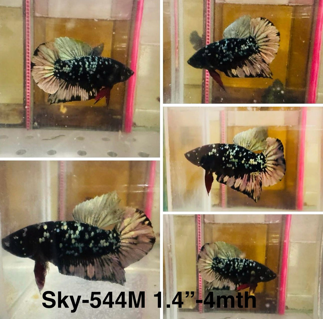 Live Male Betta Black copper Galaxy Plakat (Sky-544)High quality what you see what you get!!