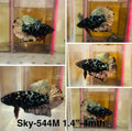 Live Male Betta Black copper Galaxy Plakat (Sky-544)High quality what you see what you get!!