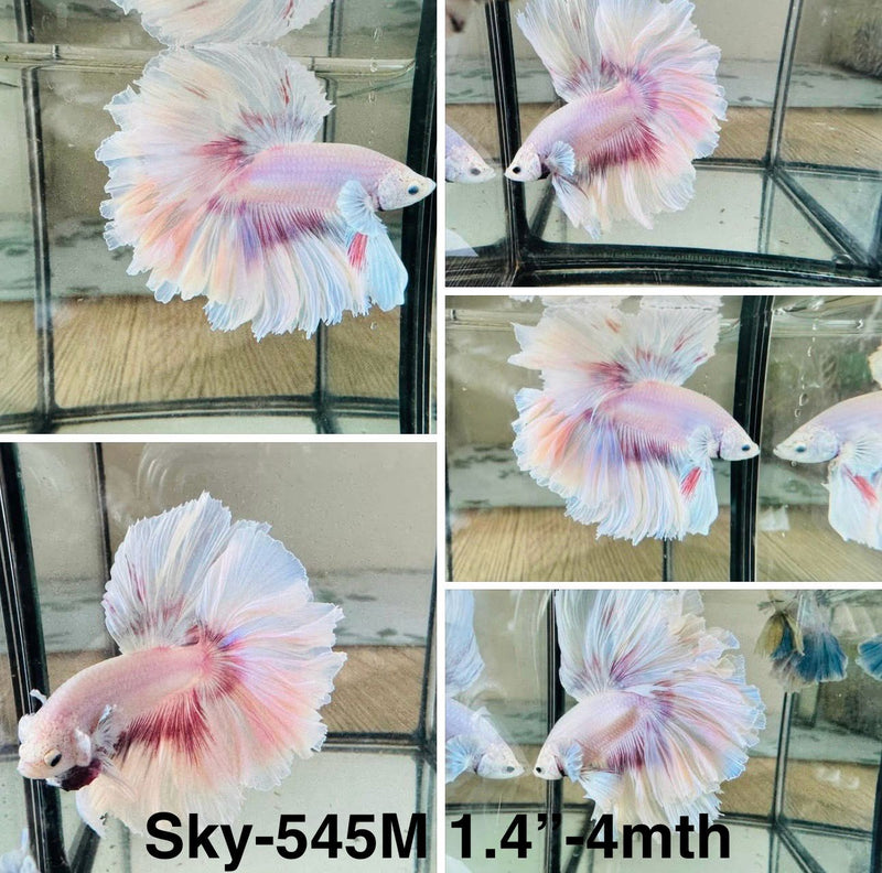 Live Male Betta Purple Pink Light sweet colors Halfmoon (Sky-545) S251 High quality what you see what you get!!