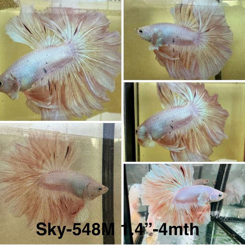 Live Male Betta Orange Vanda Armageddon Pastel colors Halfmoon Rosetail (Sky-548) S045 High quality what you see what you get!!