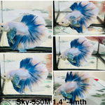 Live Male Betta Blue Grizzle Pastel colors Halfmoon Rosetail (Sky-550)High quality what you see what you get!!