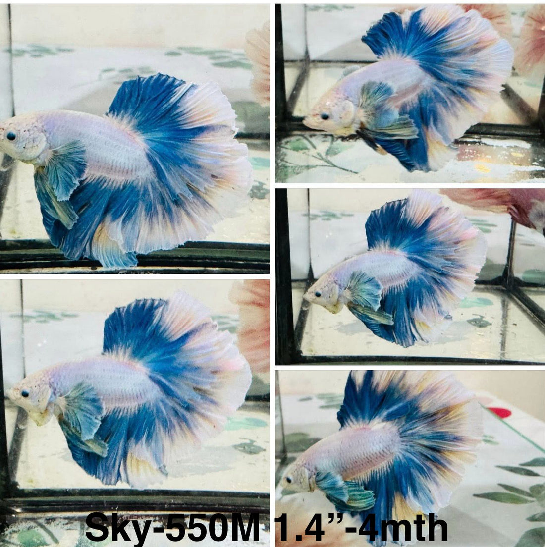 Live Male Betta Blue Grizzle Pastel colors Halfmoon Rosetail (Sky-550)High quality what you see what you get!!