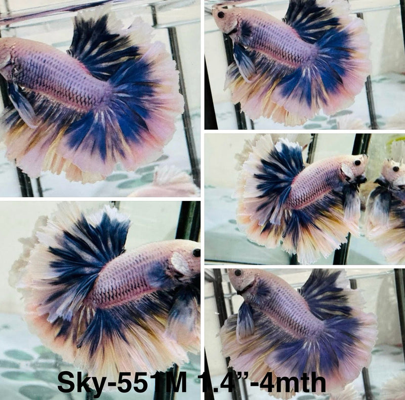 Live Male Betta Fancy Blue Grizzle Halfmoon (Sky-551) S048 High quality what you see what you get!!