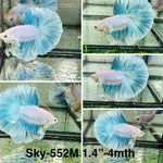 Live Male Betta Fancy Green Grizzle Light pastel colors Halfmoon (Sky-552) S112 High quality what you see what you get!!