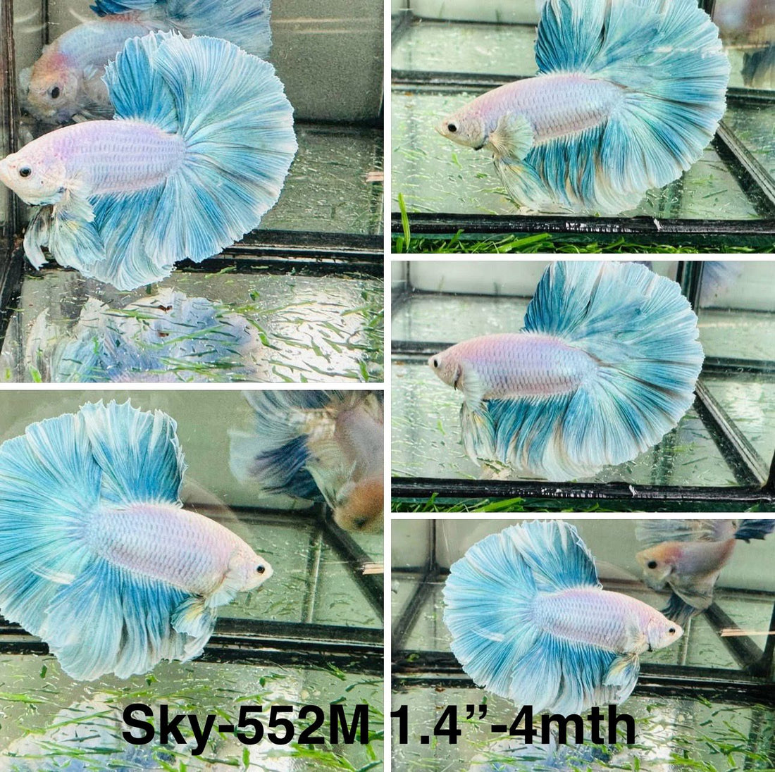 Live Male Betta Fancy Green Grizzle Light pastel colors Halfmoon (Sky-552) S112 High quality what you see what you get!!