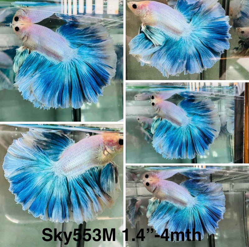 Live Male Betta Fancy Blue Turquoise Grizzle Halfmoon (Sky-553) S114 High quality what you see what you get!!