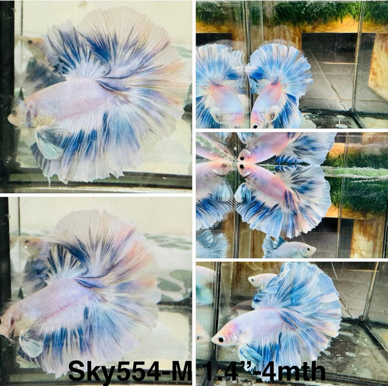 Live Male Betta Fancy Blue Grizzle Over Halfmoon (Sky-554) S116 High quality what you see what you get!!