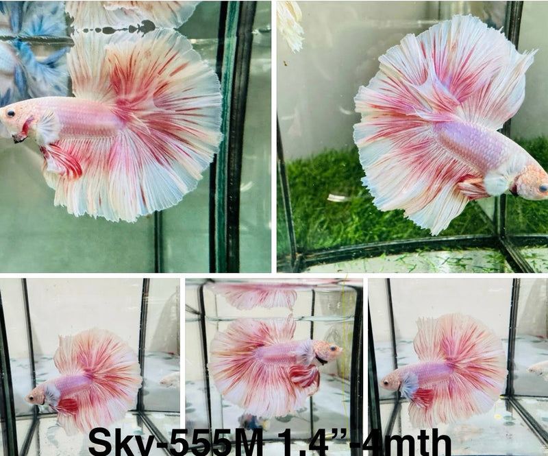 Live Male Betta Fancy Pink Sweet Bi colors Halfmoon (Sky-555) S117 High quality what you see what you get!!