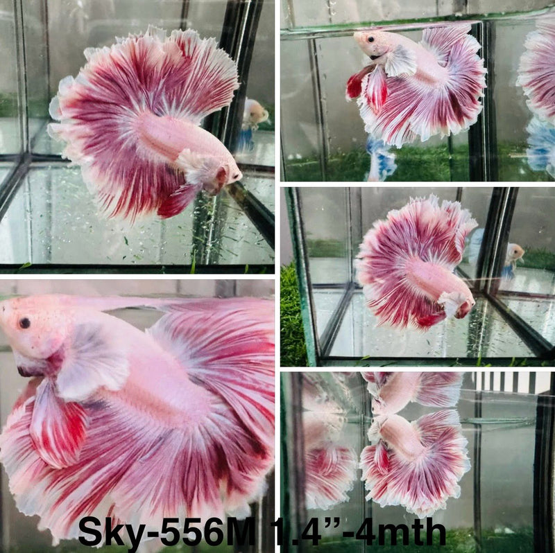 Live Male Betta Fancy Purple Pink Sweet Lavender Dumbo Halfmoon (Sky-556) S118 High quality what you see what you get!!