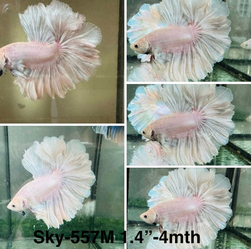 Live Male Betta Fancy Light pastel colors Halfmoon Rosetail (Sky-557) S119 High quality what you see what you get!!