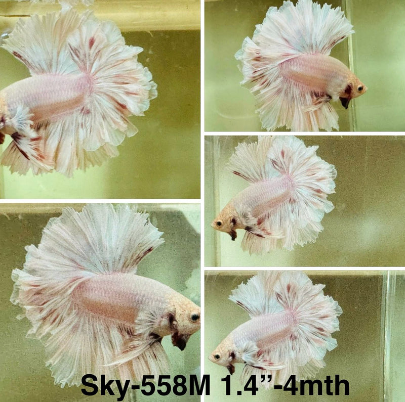 Live Male Betta Fancy Light pastel colors Halfmoon Rosetail (Sky-558) S183 High quality what you see what you get!!