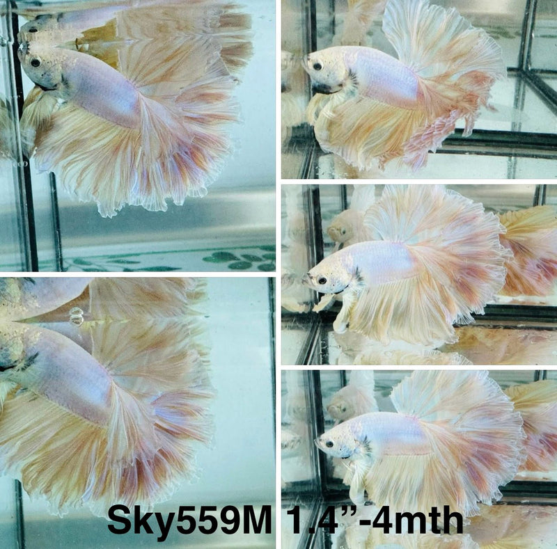 Live Male Betta Fancy Light pastel colors Halfmoon Rosetail (Sky-559) S185 High quality what you see what you get!!