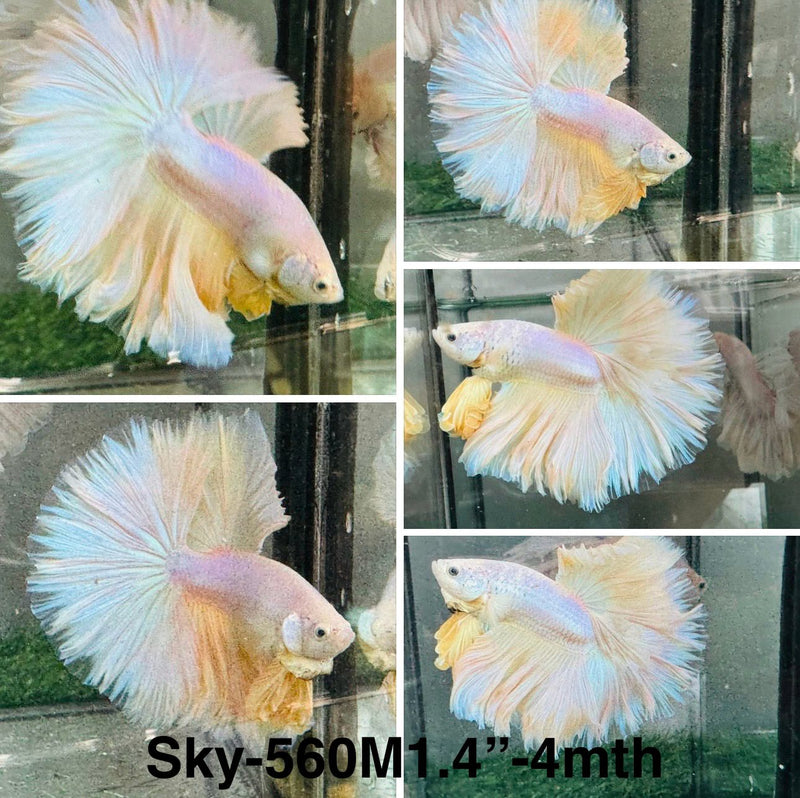 Live Male Betta Fancy Yellow Light Bi colors Over Halfmoon (Sky-560) S187 High quality what you see what you get!!