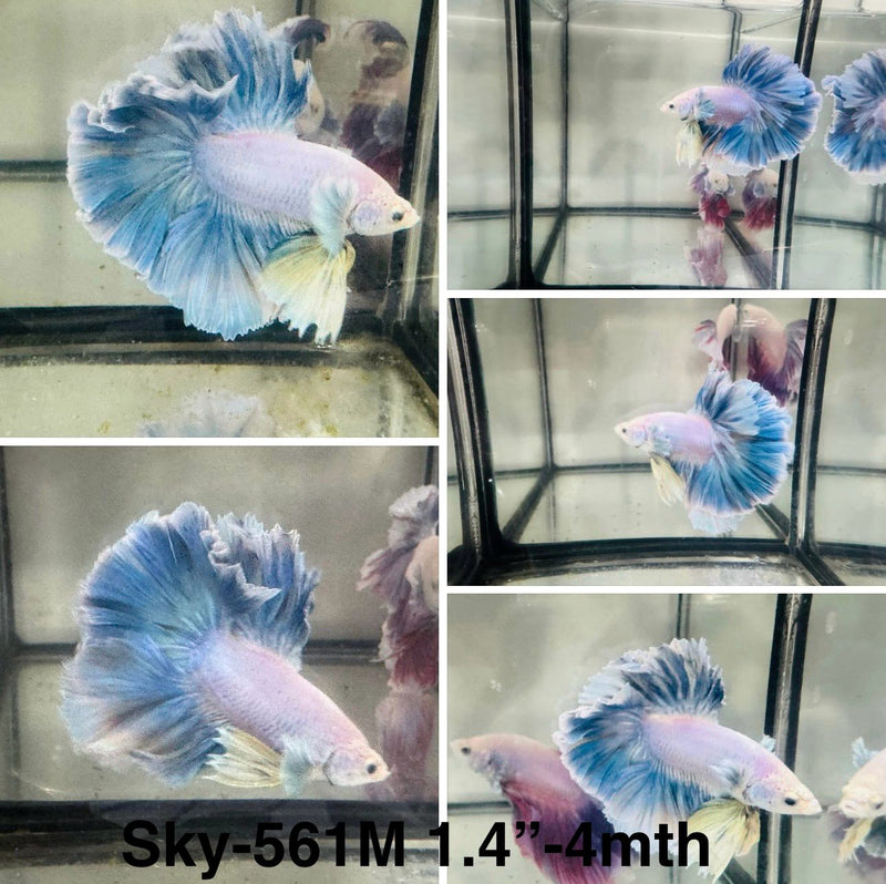 Live Male Betta Fancy Blue Grizzle Halfmoon (Sky-561) S188 High quality what you see what you get!!