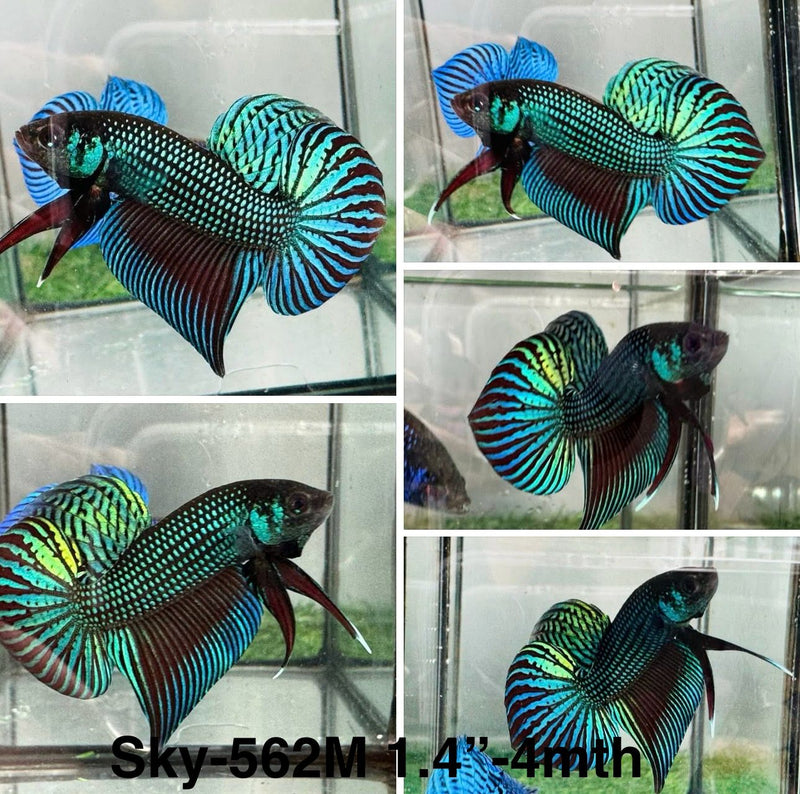 Live Male Betta Green Original Mahachai Wild Plakat (Sky-562) S189 High quality what you see what you get!!
