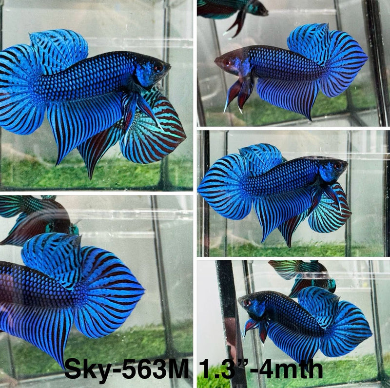 Live Male Betta Blue Mahachai Hybrid Wild Plakat (Sky-563) S190 High quality what you see what you get!!
