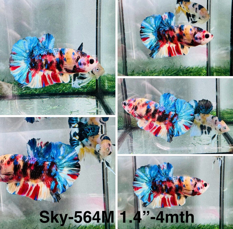 Live Male Betta Galaxy Nemo Plakat (Sky-564) S191 High quality what you see what you get!!