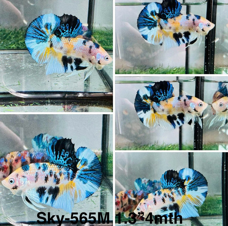 Live Male Betta Yellow Black Koi metallic Plakat (Sky-565) S193 High quality what you see what you get!!