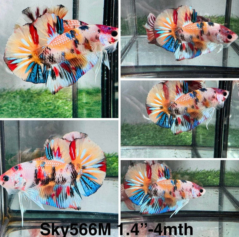 Live Male Betta Orange Koi metallic Plakat (Sky-566) S255 High quality what you see what you get!!