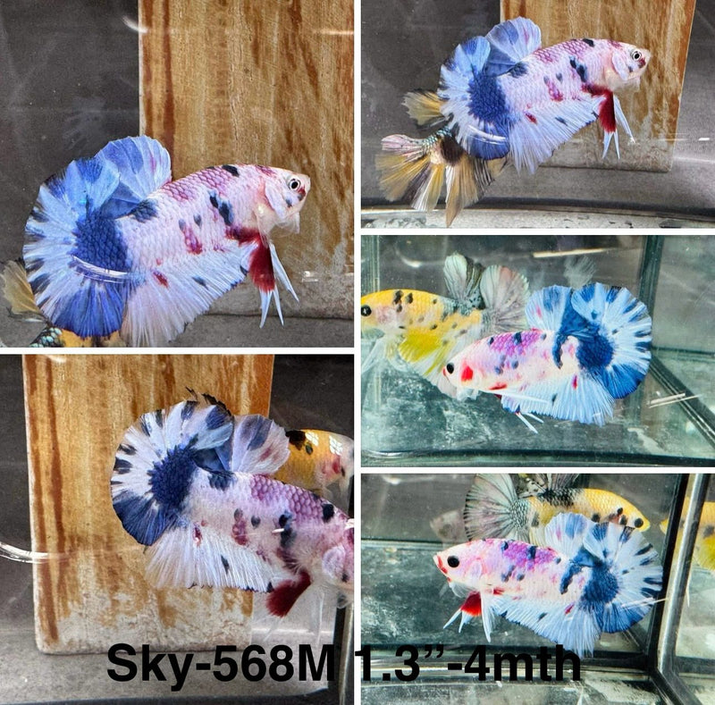 Live Male Betta Fancy Blue marble Plakat (Sky-568) S259 High quality what you see what you get!!