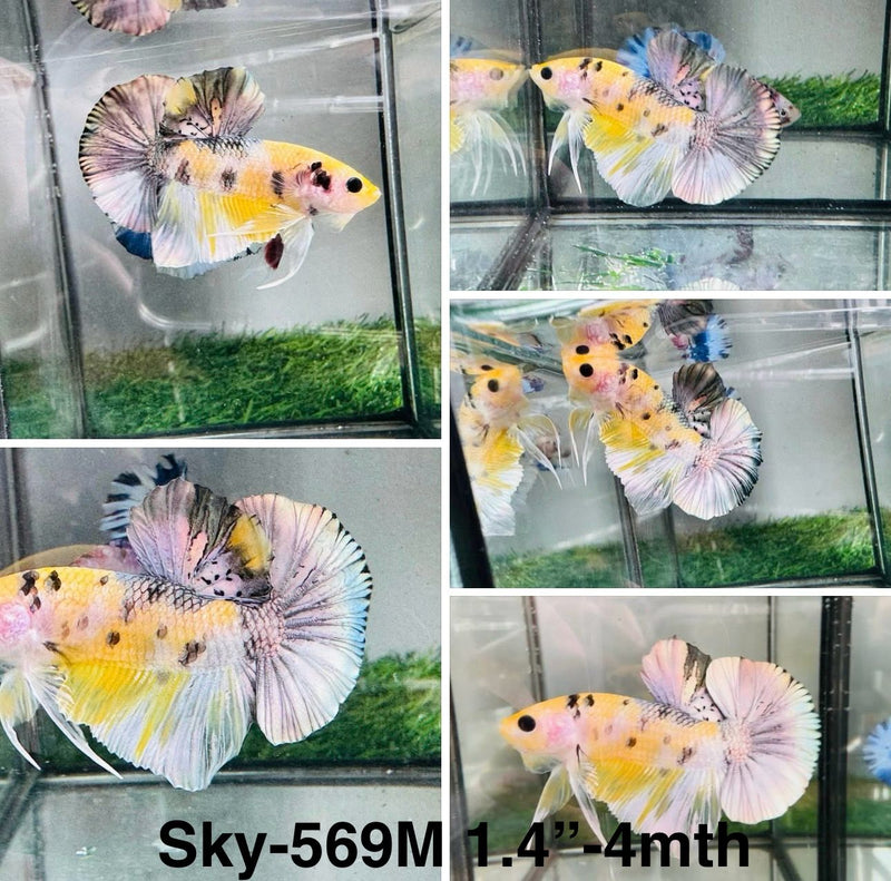 Live Male Betta Yellow Copper Koi metallic Plakat (Sky-569) S264 High quality what you see what you get!!