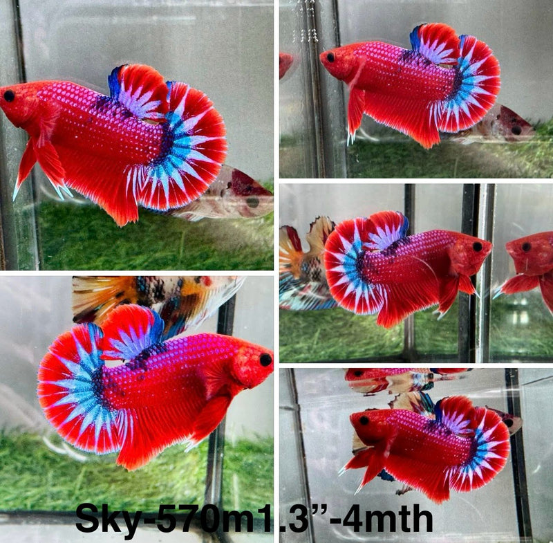 Live Male Betta Fancy Red Hellboy Startail Plakat (Sky-570) S049 High quality what you see what you get!!