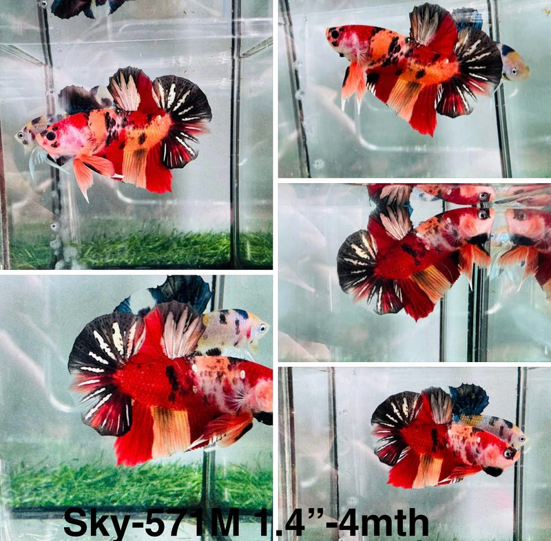 xxLive Male Betta Red Copper Koi Plakat (Sky-571) S050 High quality what you see what you get!!
