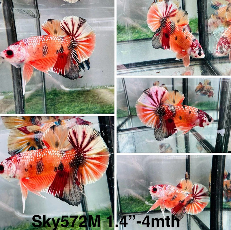 Live Male Betta Orange Copper Koi metallic Plakat (Sky-572) S052 High quality what you see what you get!!